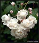 rosegathering.com Vibert