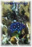 bikinisailing.com Vibrant