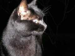 Vichu