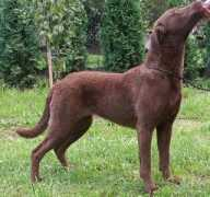 Vicket