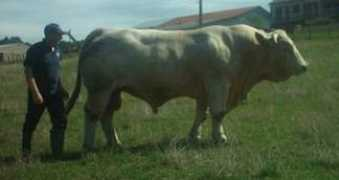 britishcharolais.com Victorieux