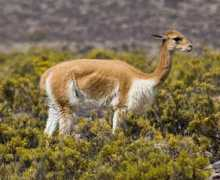 theanimalfiles.com Vicuna
