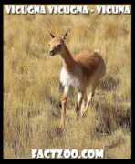 factzoo.com Vicuna