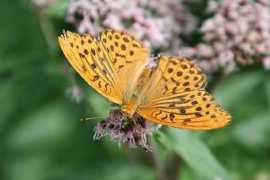 fotografije.n3po.com Vidikov