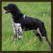 rckkennels.com Vidonia