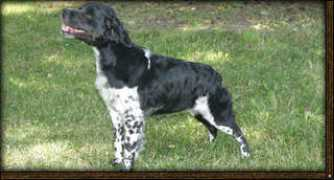 rckkennels.com Vidonia