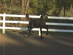 signaturefriesians.com Viduna