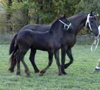 signaturefriesians.com Viduna