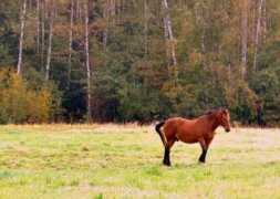 foto.delfi.lt Vienas