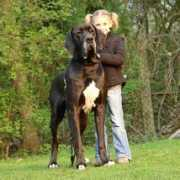doggen-von-adamantium.de Vienie