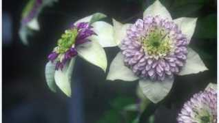 raymondevisonclematis.com Viennetta