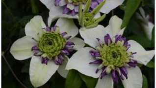 raymondevisonclematis.com Viennetta