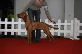 hungarianvizsla.hu Vigec