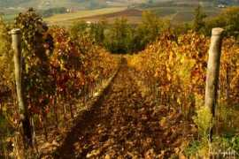 Vigna