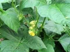 Vigna