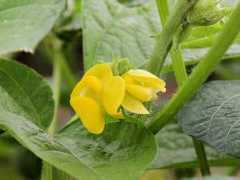 Vigna
