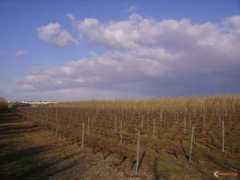 Vignes