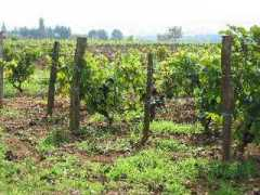 afraval.info Vignol