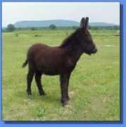 asspirinacresdonkeys.com Viito