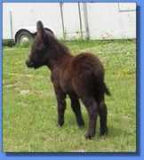 asspirinacresdonkeys.com Viito