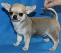 chihuahua.ru Vikent