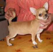 chihuahua.ru Viksi