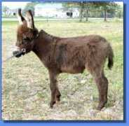 asspirinacresdonkeys.com Viktorio