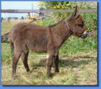 asspirinacresdonkeys.com Viktorio