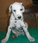 vest-dalmatian.narod.ru Viktr