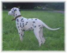 vest-dalmatian.narod.ru Viktr