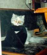 citycat.ru Vikushka