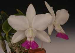 orchid.or.jp Vilado