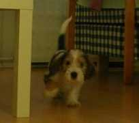 Vilho