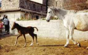 lydielemmens.free.fr Villare