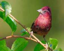 worldbirds.eu Vinace