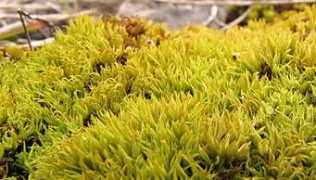 andrewspink.nl Vinalis