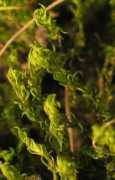 andrewspink.nl Vinalis