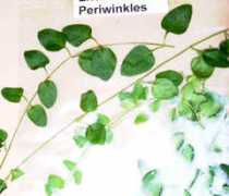 Vincas