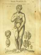 Vinetia