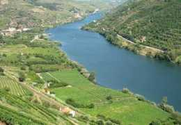 Vinhateiro