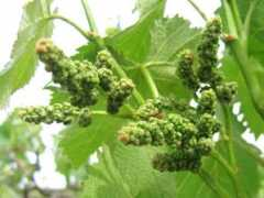 botanic.jp Vinifera