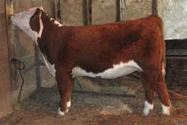 jibbenpolledherefords.com Vinmar