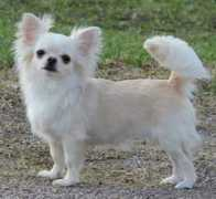chihuahua.ru Vinnet