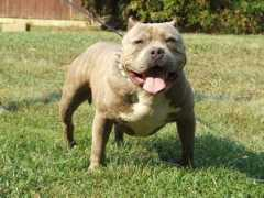 truebluekennels.com Vinnyy