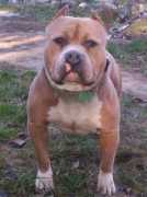 truebluekennels.com Vinnyy