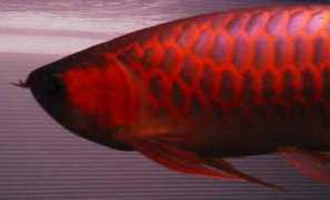 asia-arowana.com Vintan