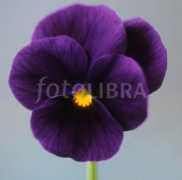 Viola
