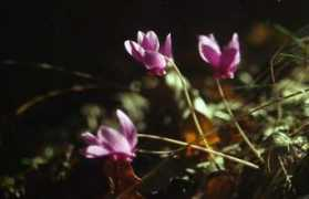 Viole