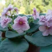 gradinamea.ro Violete