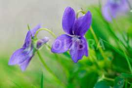 fotolibra.com Violets